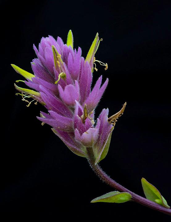 Castilleja elata 12-2152.jpg